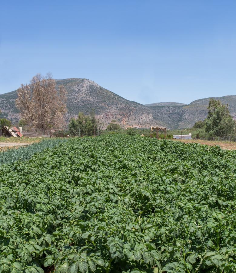 Ta Ambelakia Apartment Monemvasia Bagian luar foto